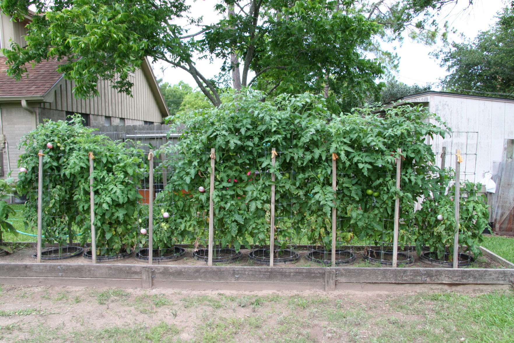 Growing tomatoes
